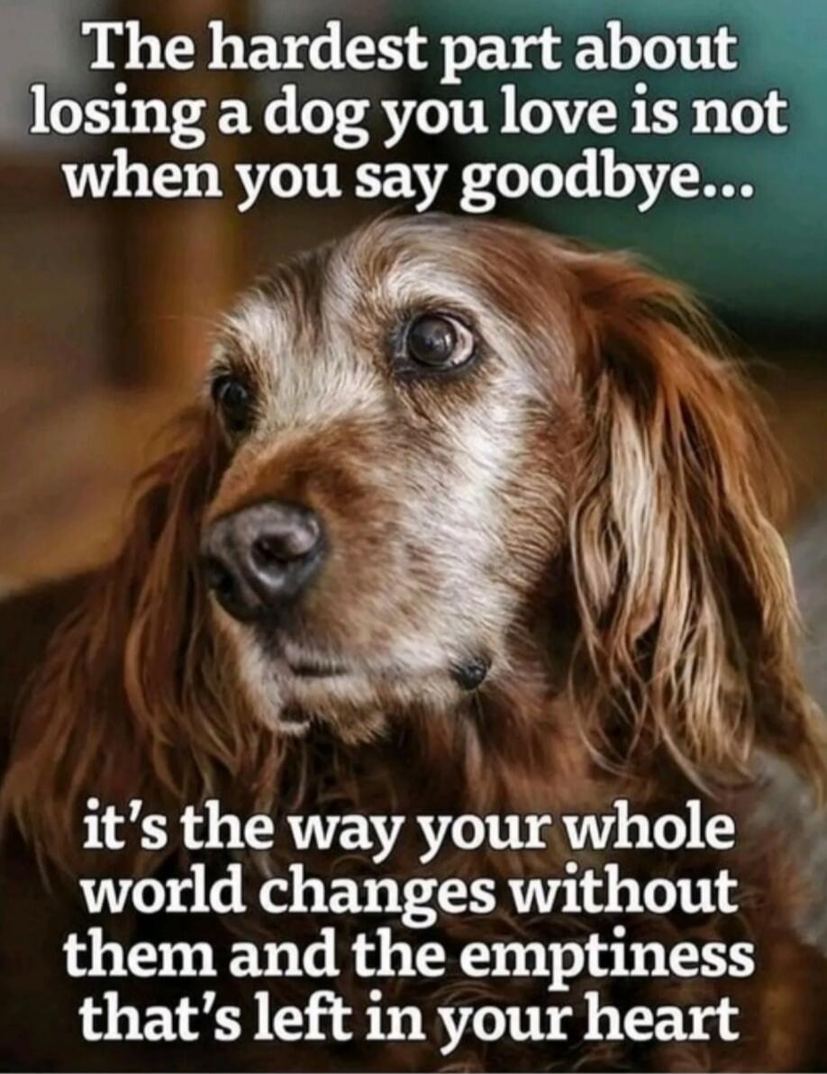 The hardest part about losing a dog you love is not when you say goodbye... it's the way your whole world changes without them and the emptiness that's left in your heart