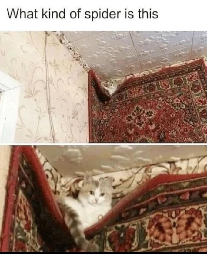 What kind of spider is this