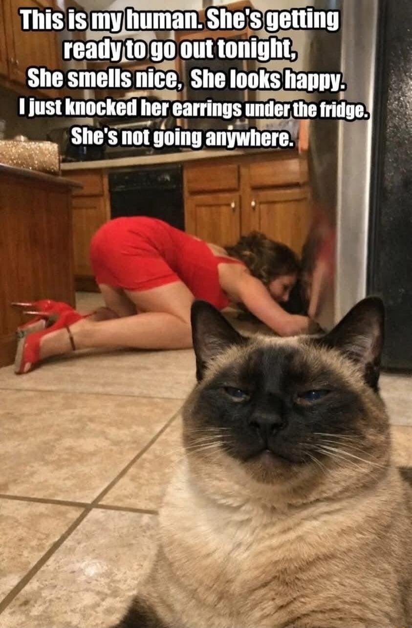 This is my human. She's getting ready to go out tonight, She smells nice, She looks happy, I just knocked her earrings under the fridge. She's not going anywhere.