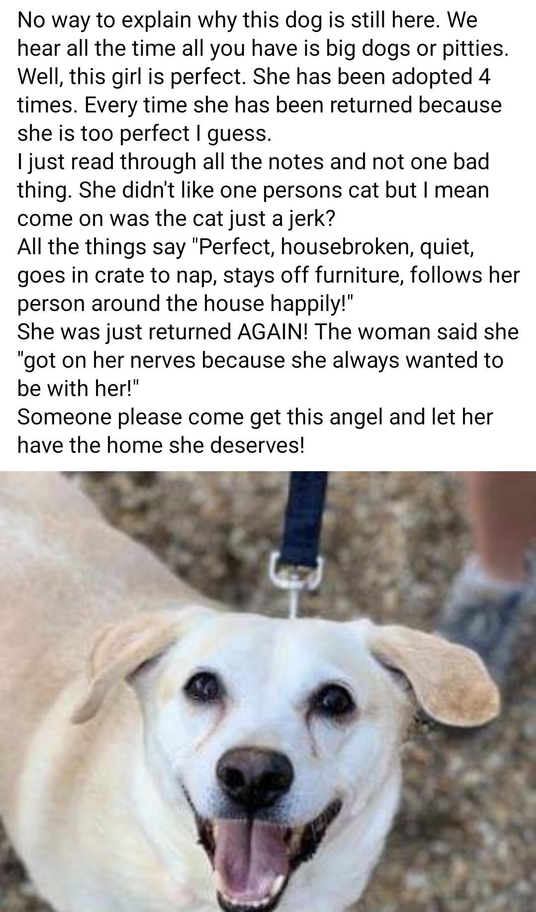 No way to explain why this dog is still here We hear all the time all you have is big dogs or pitties Well this girl is perfect She has been adopted 4 times Every time she has been returned because she is too perfect guess just read through all the notes and not one bad thing She didnt like one persons cat but mean come on was the cat just a jerk All the things say Perfect housebroken quiet goes i