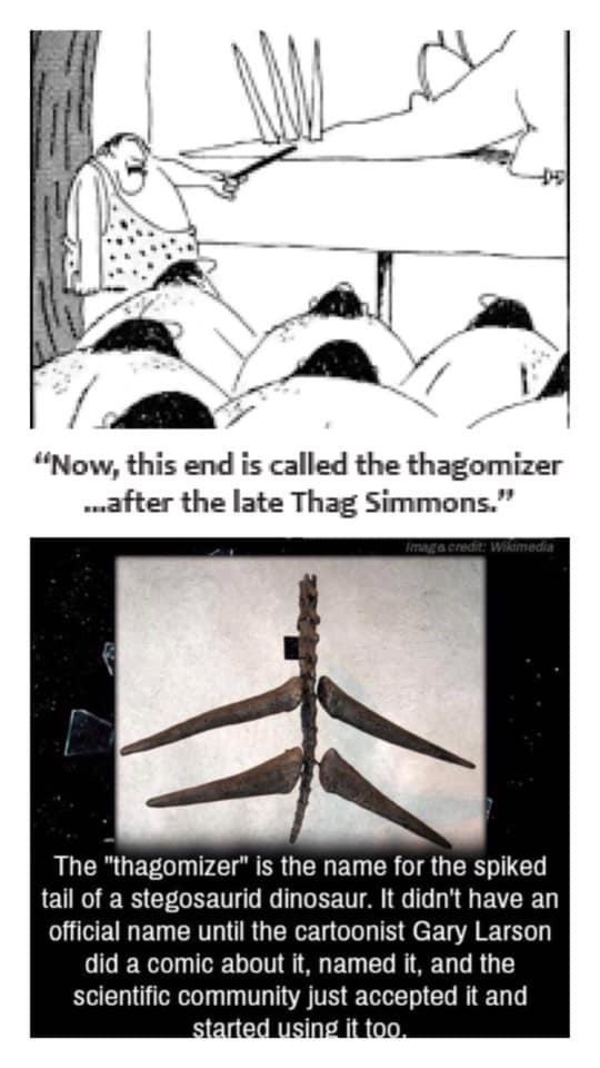 Now this end is called the thagomizer after the late Thag Simmons The thagomizer is the name for the spiked tail of a stegosaurid dinosaur It didnt have an EU ET TR GERET Gl g e TR TR did a comic about it named it and the scientific community just accepted it and