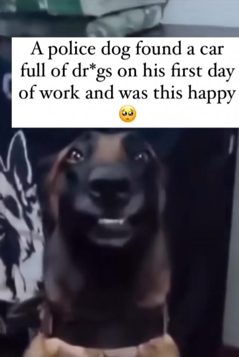 A police dog found a car full of drgs on his first day of work and was this happy