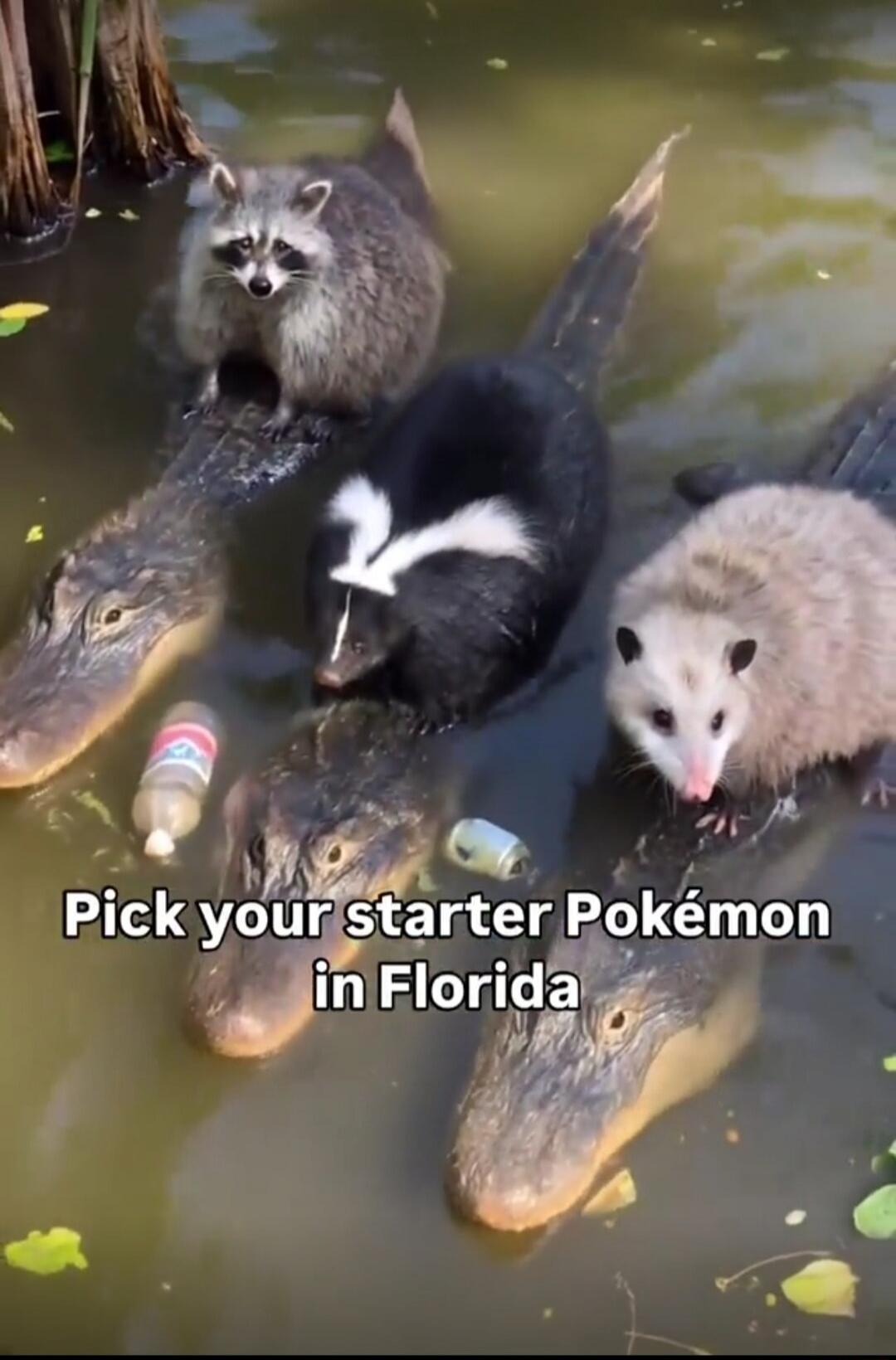 Pick your starter Pokémon in Florida
