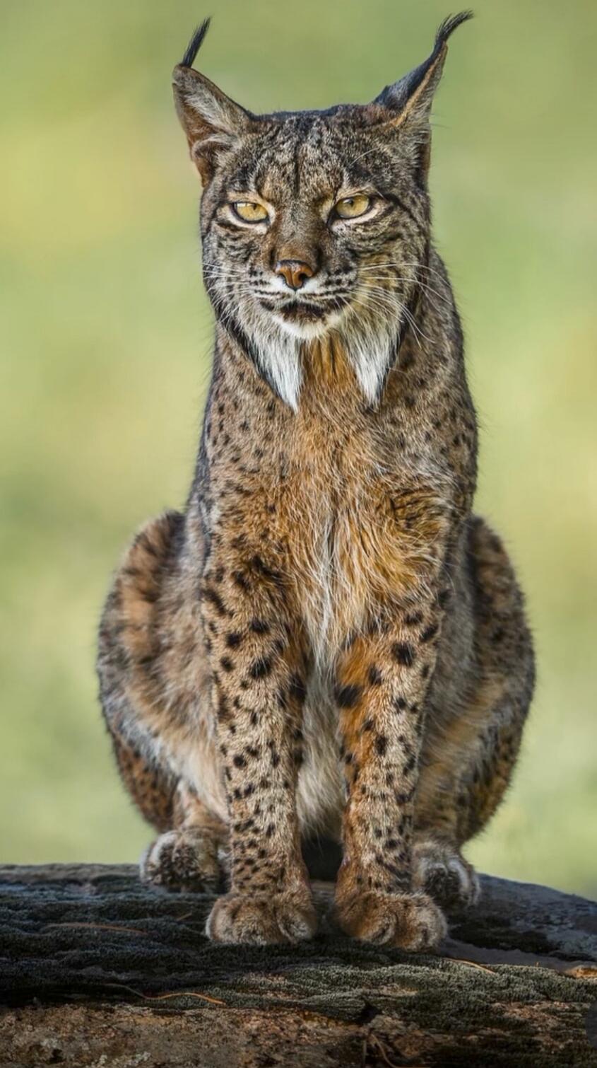 Lynx sitting on a log.