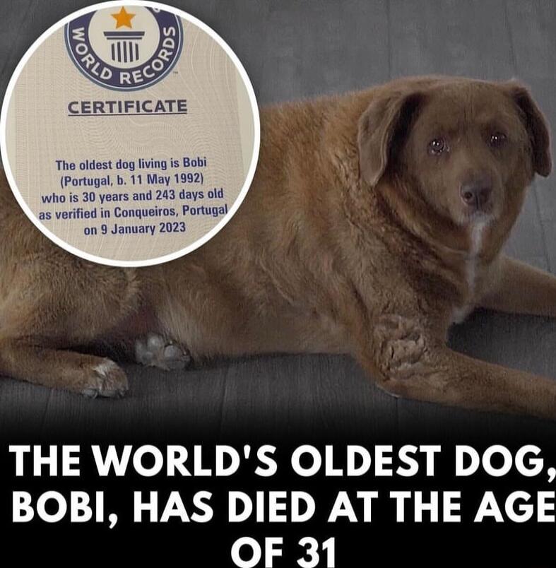 qA0N lll Qn CERTIFICATE THE WORLDS OLDEST DOG BOBI HAS DIED AT THE AGE o i