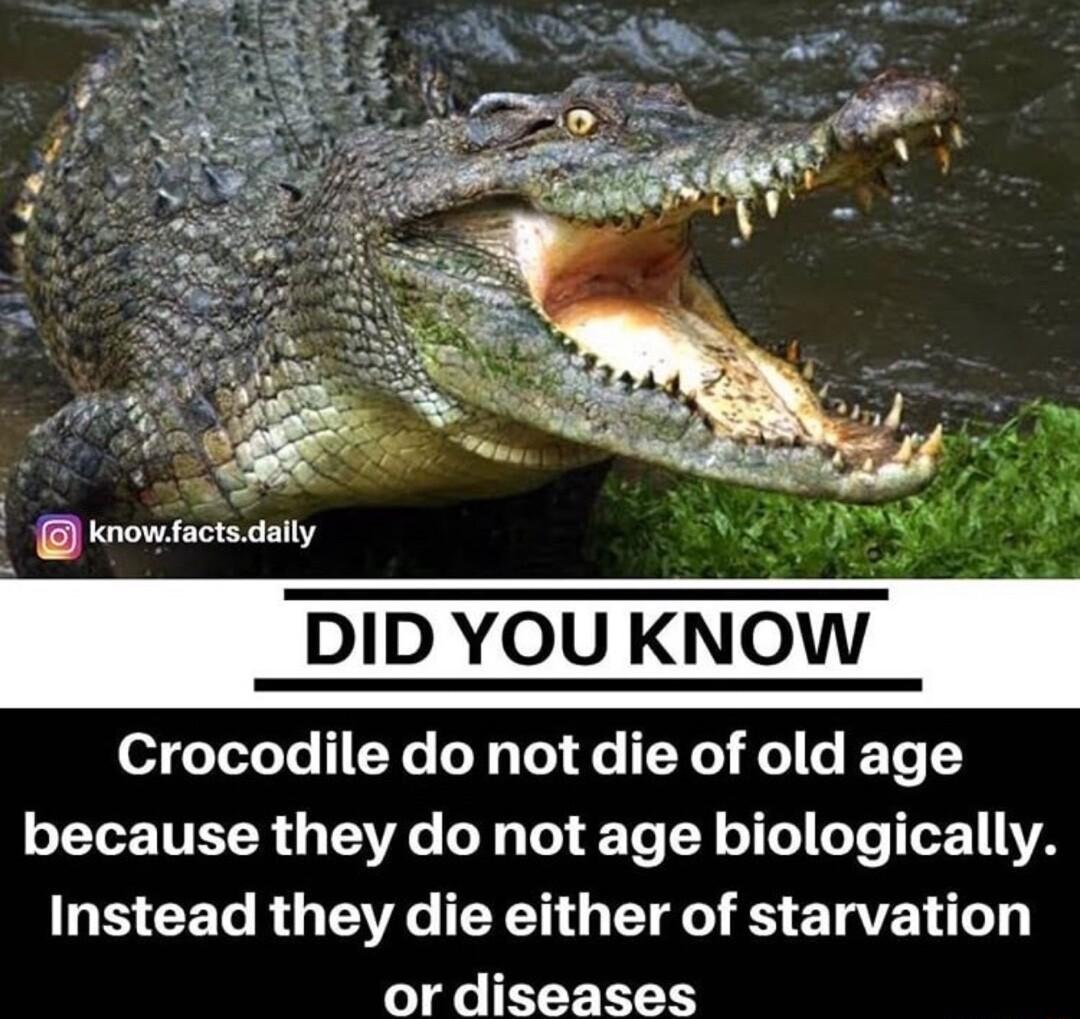 vnowfacts daily Crocodile do not die of old age oL TR R TR Tl Te 1 o110 Lo To I o211 1A CETo RO TR YN T T RS T VE T ordiseases