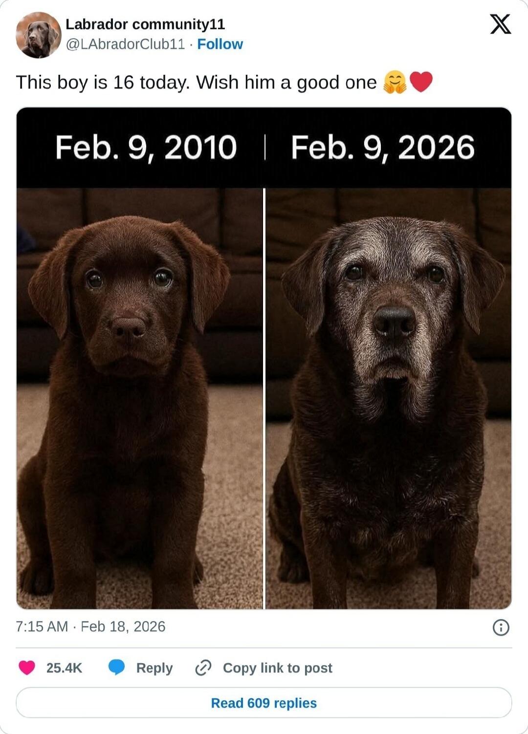 This boy is 16 today. Wish him a good one 🐶❤️ Feb. 9, 2010 | Feb. 9, 2026