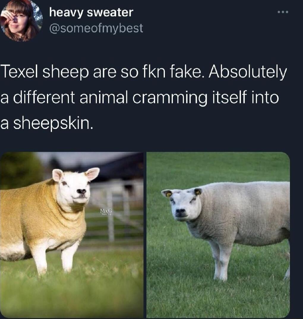 _ heavy sweater someofmybest Texel sheep are so fkn fake Absolutely a different animal cramming itself into a sheepskin