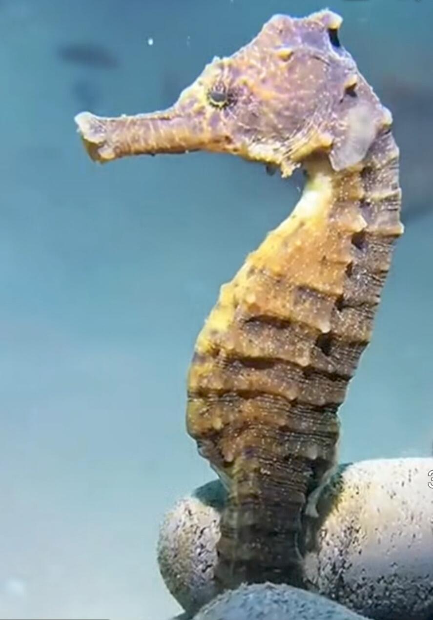 Seahorse
