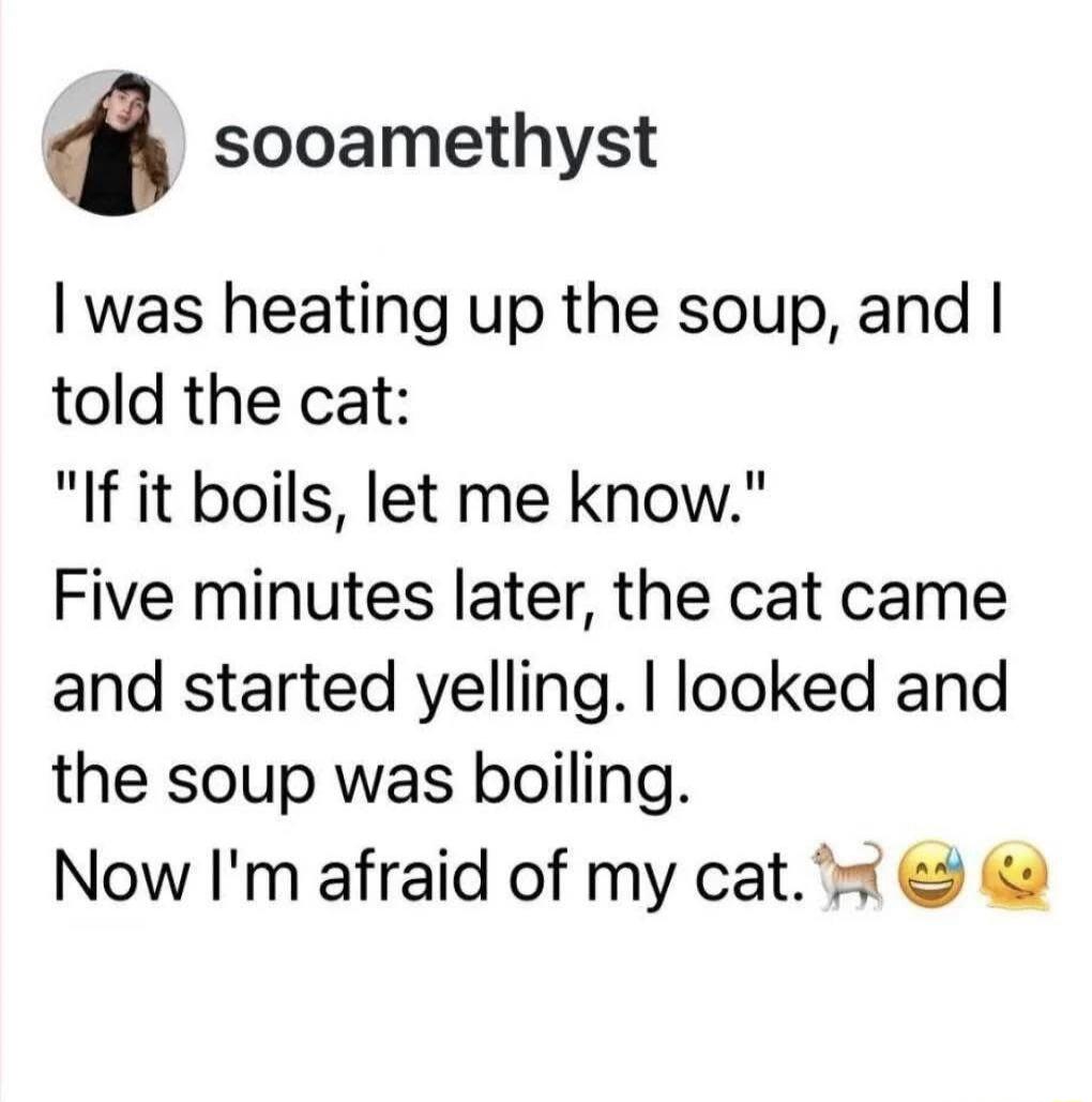 I was heating up the soup, and I told the cat: 