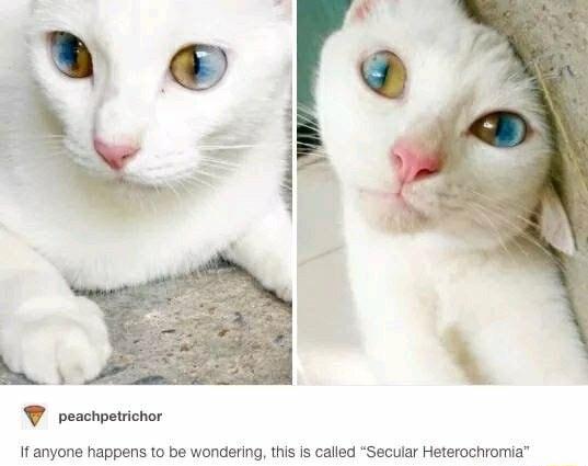 W eschpatichor If anyone happens to be wondering this is called Secuiar Heterochromia