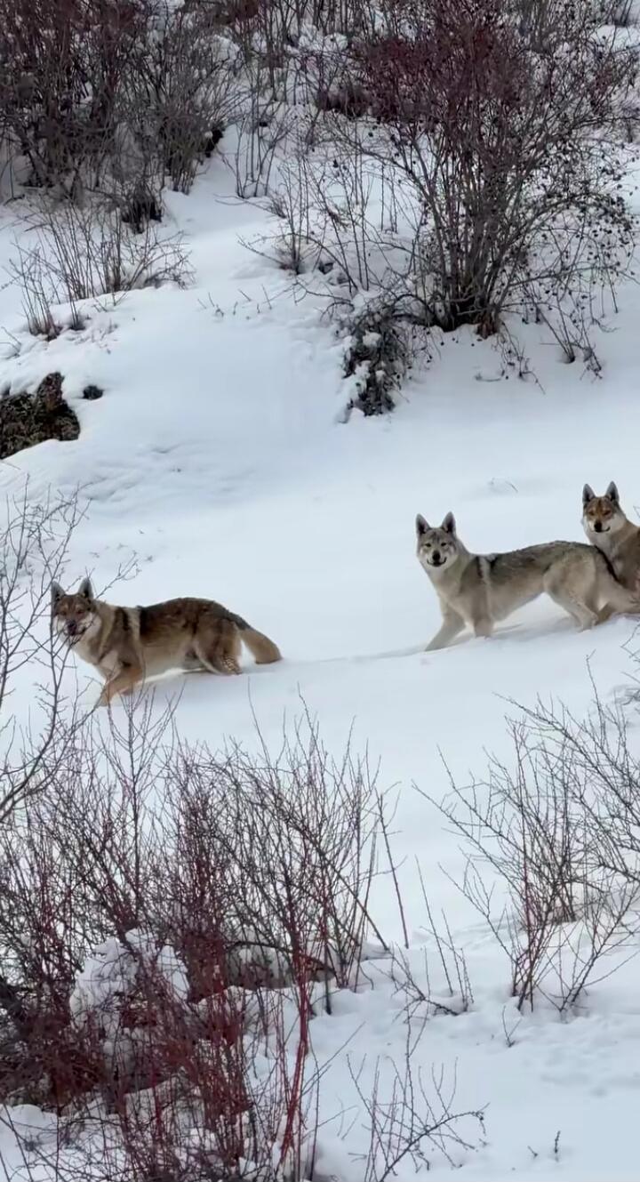 Three wolves (or wild canines) standing and walking in a snowy landscape. Session ID: 1092283.