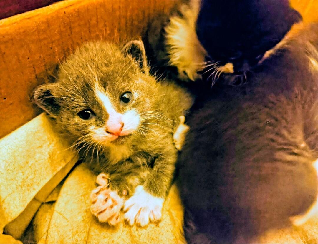 A close-up shot of a small, grey and white kitten with big eyes, looking directly at the camera. It is nestled among other kittens, partially visible, in what appears to be a cozy, warm setting, possibly a box or a blanket. The lighting is warm and golden.