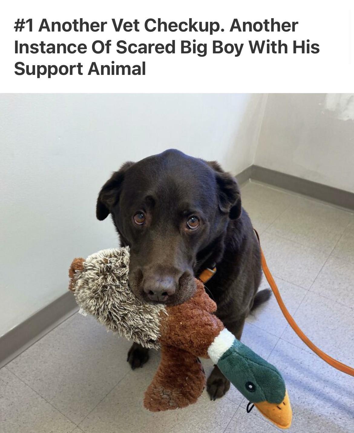 1 Another Vet Checkup Another Instance Of Scared Big Boy With His Support Animal