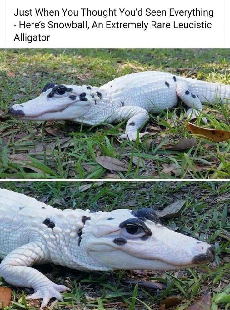Just When You Thought You'd Seen Everything - Here's Snowball, An Extremely Rare Leucistic Alligator