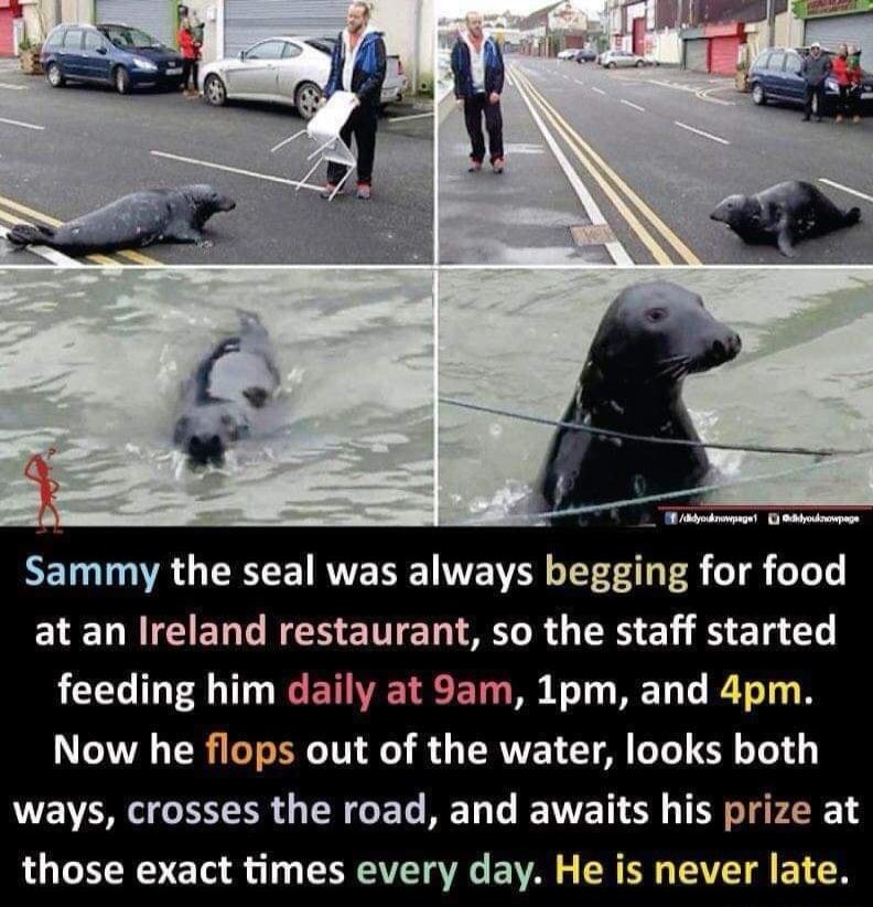 RETOAG ERTE AR R IVENEY TR T 11 at an Ireland restaurant so the staff started feeding him daily at 9am 1pm and 4pm Now he flops out of the water looks both LIV EER R GE RET T ETUET TR IR 4 RO GHR VETS a 1 RNV VG EWVAL SR BN TV TN