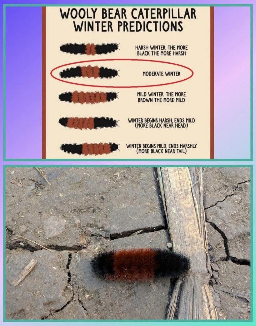 WOOLY BEAR CATERPILLAR WINTER PREDICTIONS
HARSH WINTER, THE MORE BLACK THE MORE HARSH.
MODERATE WINTER
MILD WINTER, THE MORE BROWN THE MORE MILD
WINTER BEGINS HARSH, ENDS MILD (MORE BLACK NEAR HEAD)
WINTER BEGINS MILD, ENDS HARSHLY (MORE BLACK NEAR TAIL)