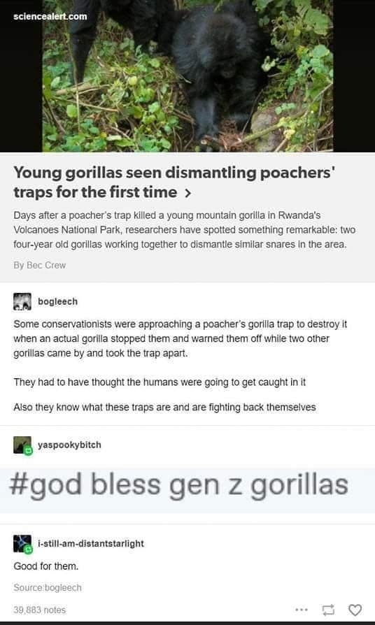 sciencealertcom Young gorillas seen dismantling poachers traps for the first time Days after a poachers trap Killed a young mountain gorilia in Rwandas Volcanoes National Park researchers have spotted something remarkable two four year old goriias working together to dismantle similar snares In the area IR voglesch Some conservationists were approaching a poachers gorlia trap to destroy It when an