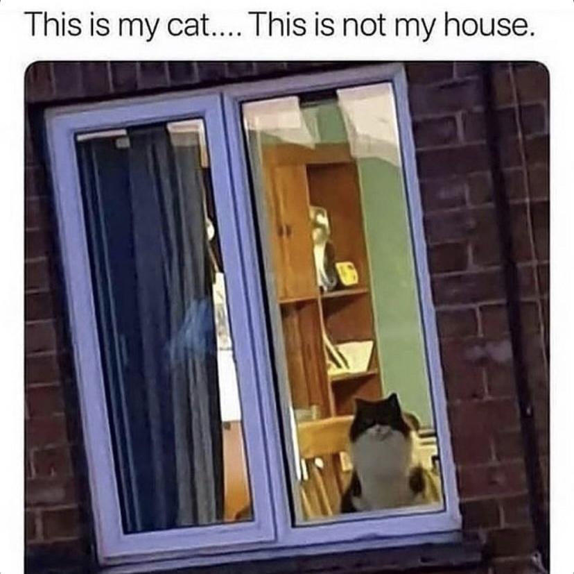Thisis my cat This is not my house