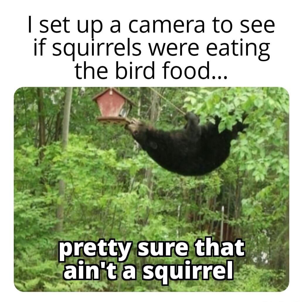 I set up a camera to see if squirrels were eating the bird food... pretty sure that ain't a squirrel