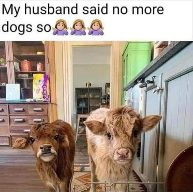 My husband said no more dogs so 8 5 E