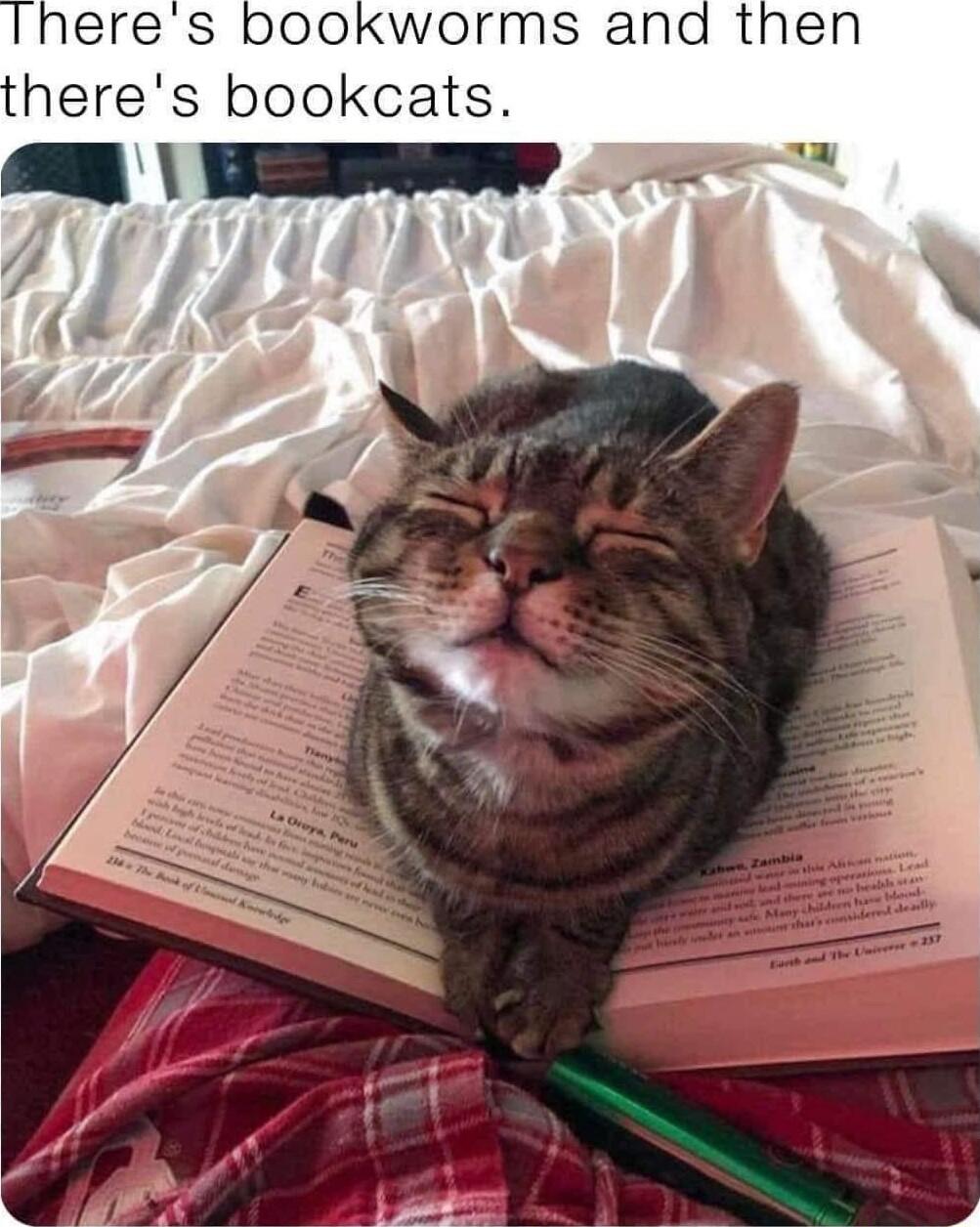 Iheres bookworms and then theres bookcats
