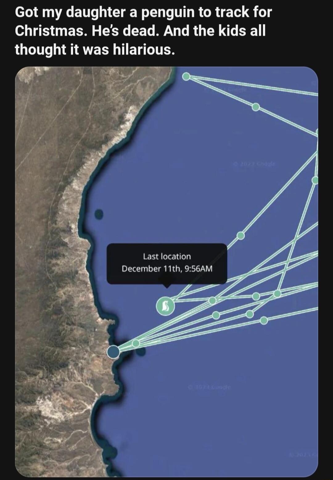 Got my daughter a penguin to track for Christmas Hes dead And the kids all thought it was hilarious