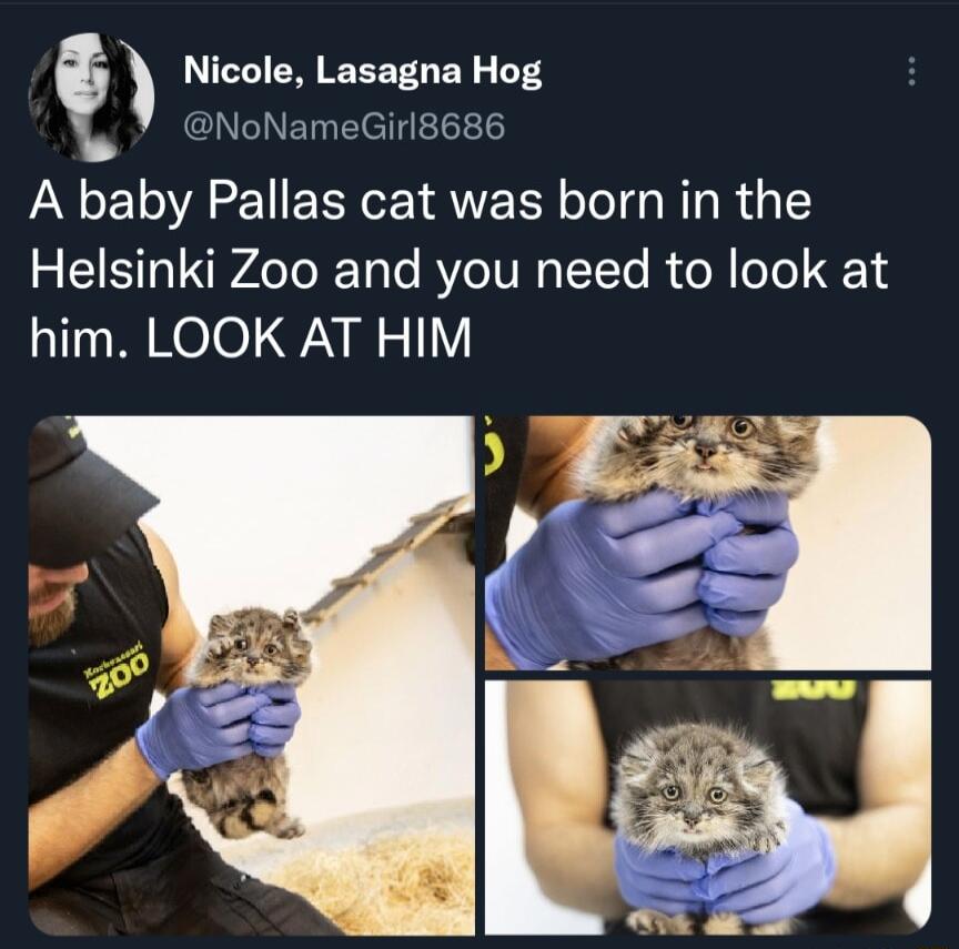 Nicole Lasagna Hog GNETElertl1 A baby Pallas cat was born in the 2 CISTR WA ToX Tale BVeTUN T Te Ro R oTo 14 him LOOK AT HIM