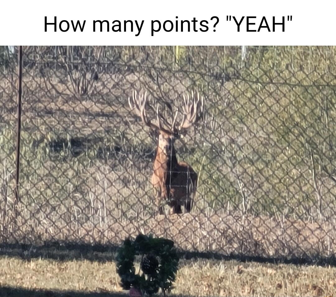 How many points YEAH