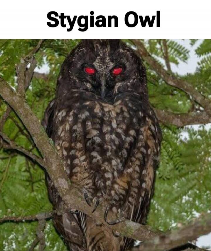 Stygian Owl
