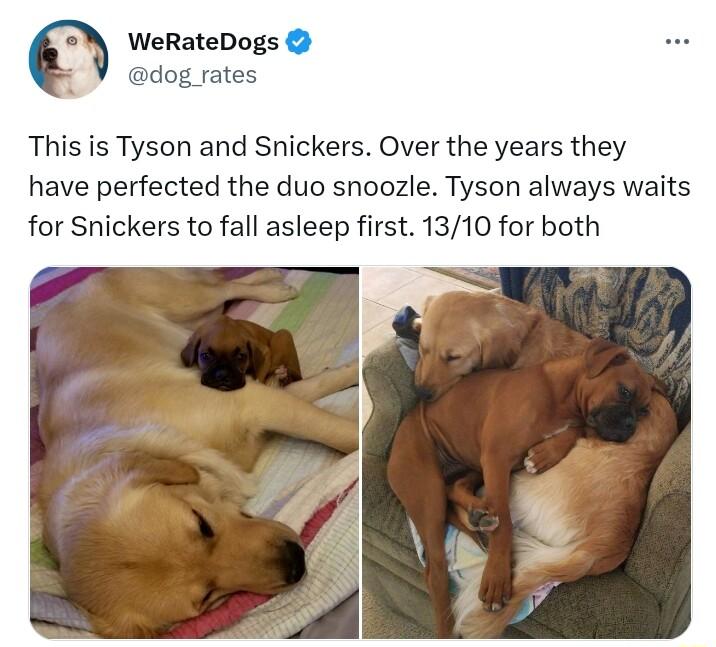 WeRateDogs dog_rates This is Tyson and Snickers Over the years they have perfected the duo snoozle Tyson always waits for Snickers to fall asleep first 1310 for both