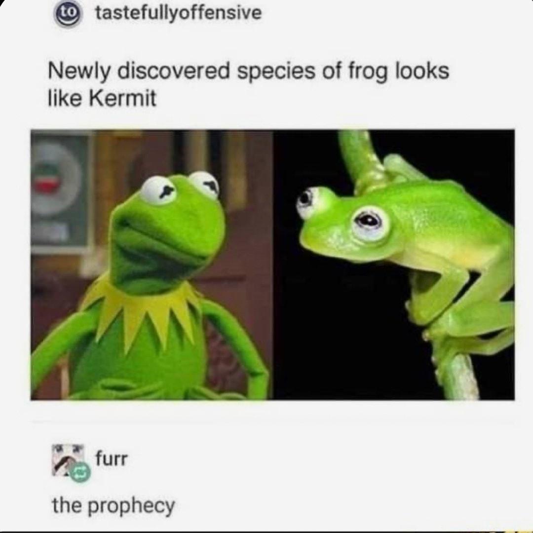tastefullyoffensive Newly discovered species of frog looks like Kermit e fure the prophecy