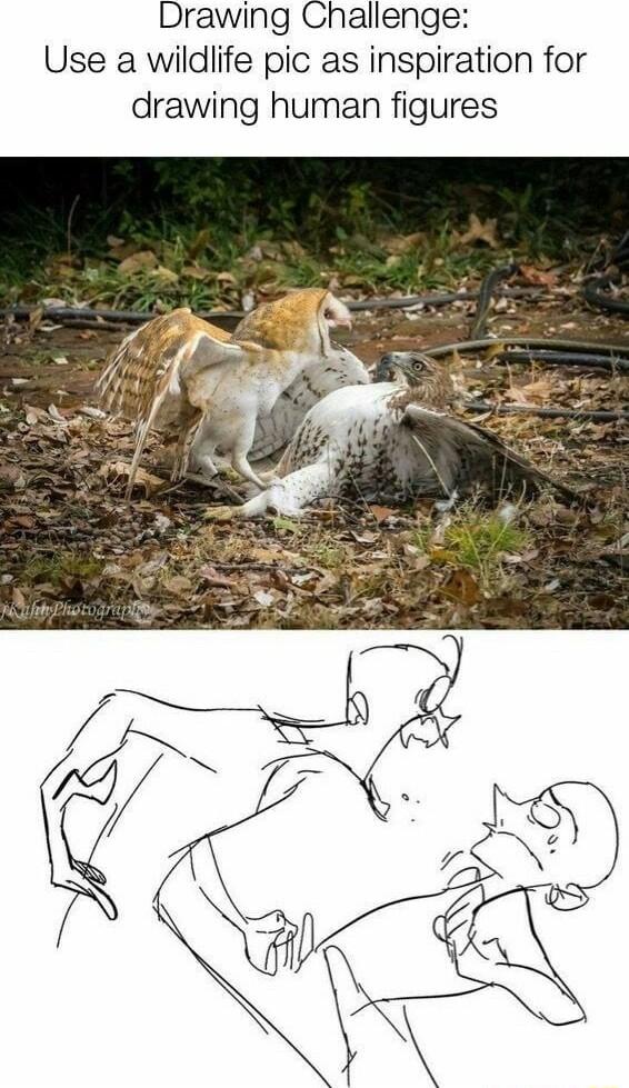 Drawing Challenge Use a wildlife pic as inspiration for drawing human figures