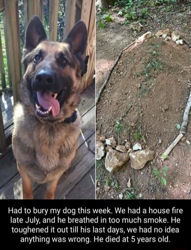 Had to bury my dog this week We had a house fire late July and he breathed in too much smoke He toughened it out till his last days we had no idea anything was wrong He died at 5 years old