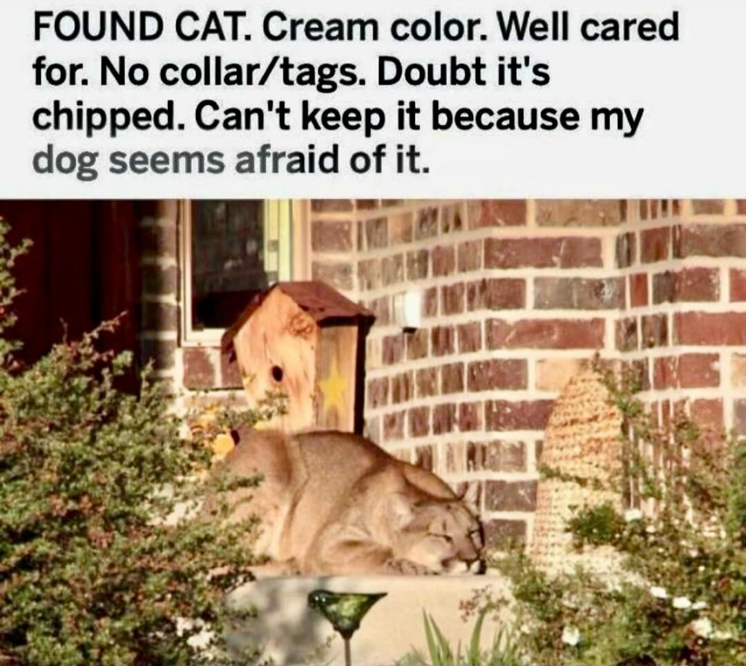 FOUND CAT. Cream color. Well cared for. No collar/tags. Doubt it's chipped. Can't keep it because my dog seems afraid of it.
