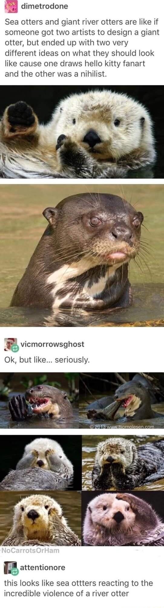 4 dimetrodone Sea otters and giant river otters are like if someone got two artists to design a giant otter but ended up with two very different ideas on what they should look like cause one draws hello kitty fanart and the other was a nihilist vicmorrowsghost Ok but like seriously r attentionore this looks like sea ottters reacting to the incredible violence of a river otter