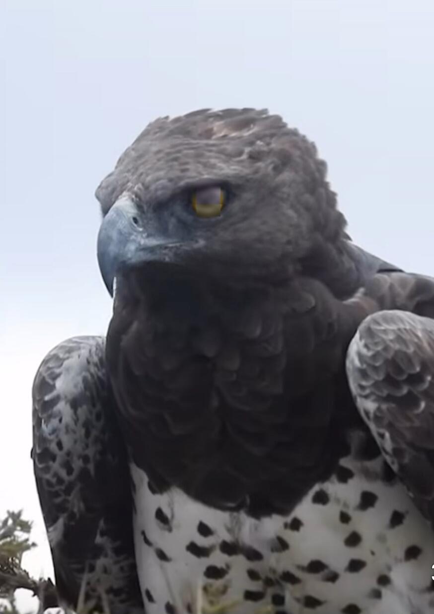 A close-up of a large eagle with dark plumage, yellow eye, and hooked beak.