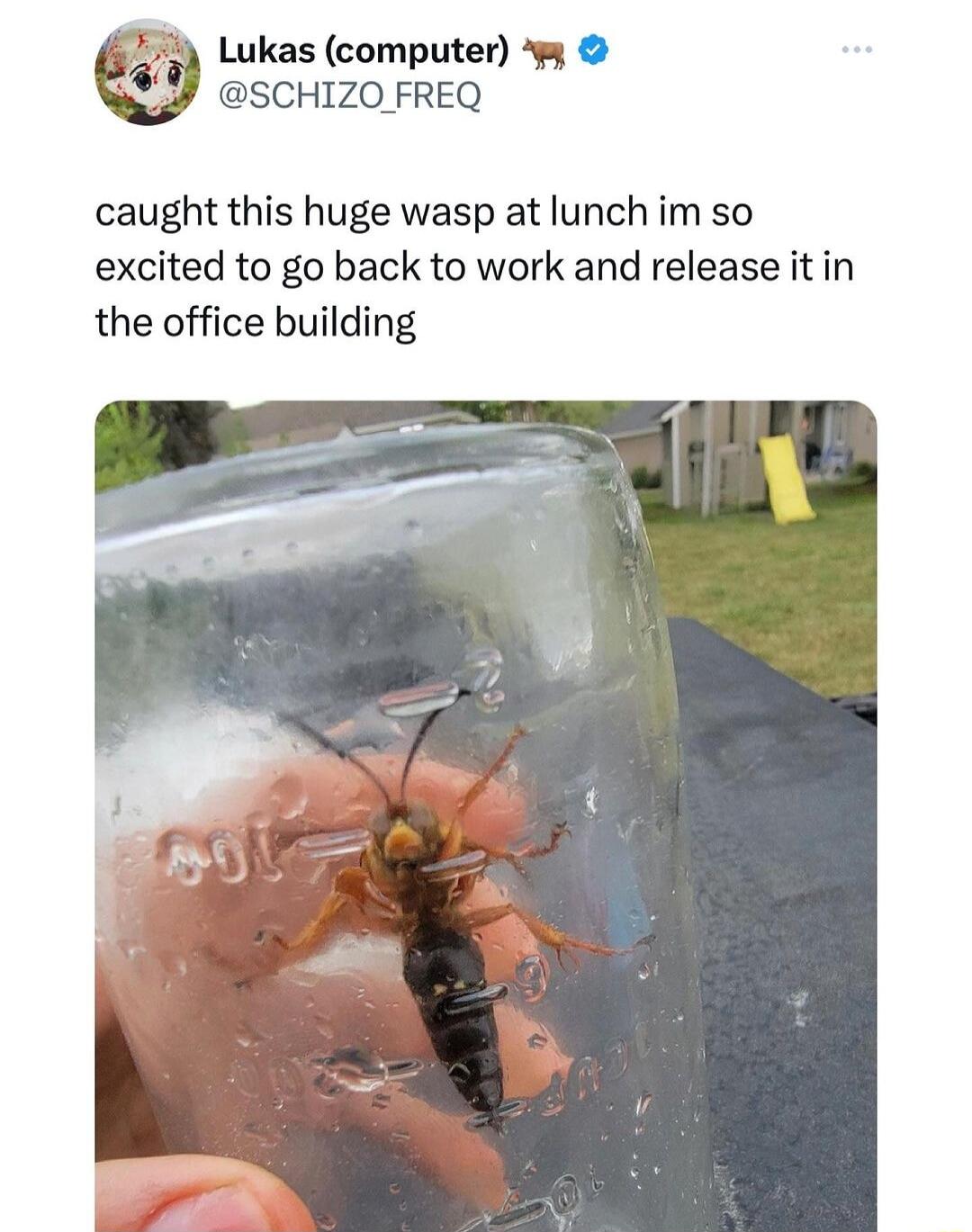 Lukas computer SCHIZO FREQ caught this huge wasp at lunch im so excited to go back to work and release it in the office building