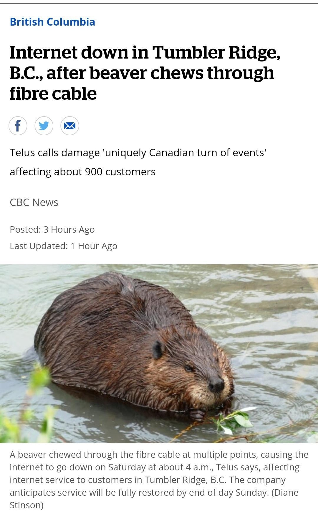 British Columbia Internet down in Tumbler Ridge BC after beaver chews through fibre cable f X Telus calls damage uniquely Canadian turn of events affecting about 900 customers CBC News Posted 3 Hours Ago Last Updated 1 Hour Ago A beaver chewed through the fibre cable at multiple points causing the internet to go down on Saturday at about 4 am Telus says affecting internet service to customers in T