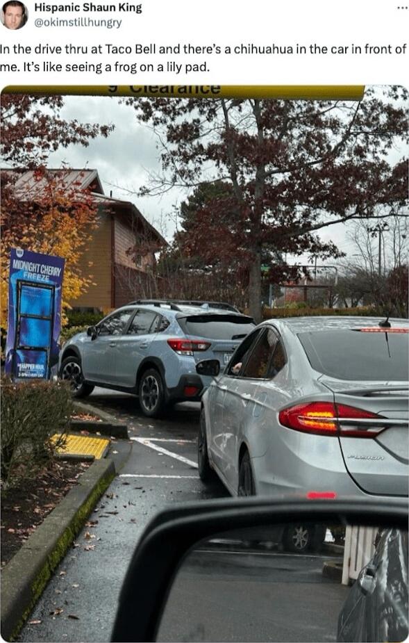 I the drive thru at Taco Bell and theres a chihuahua in the car in front of Its like seeing a frog on a lly pad