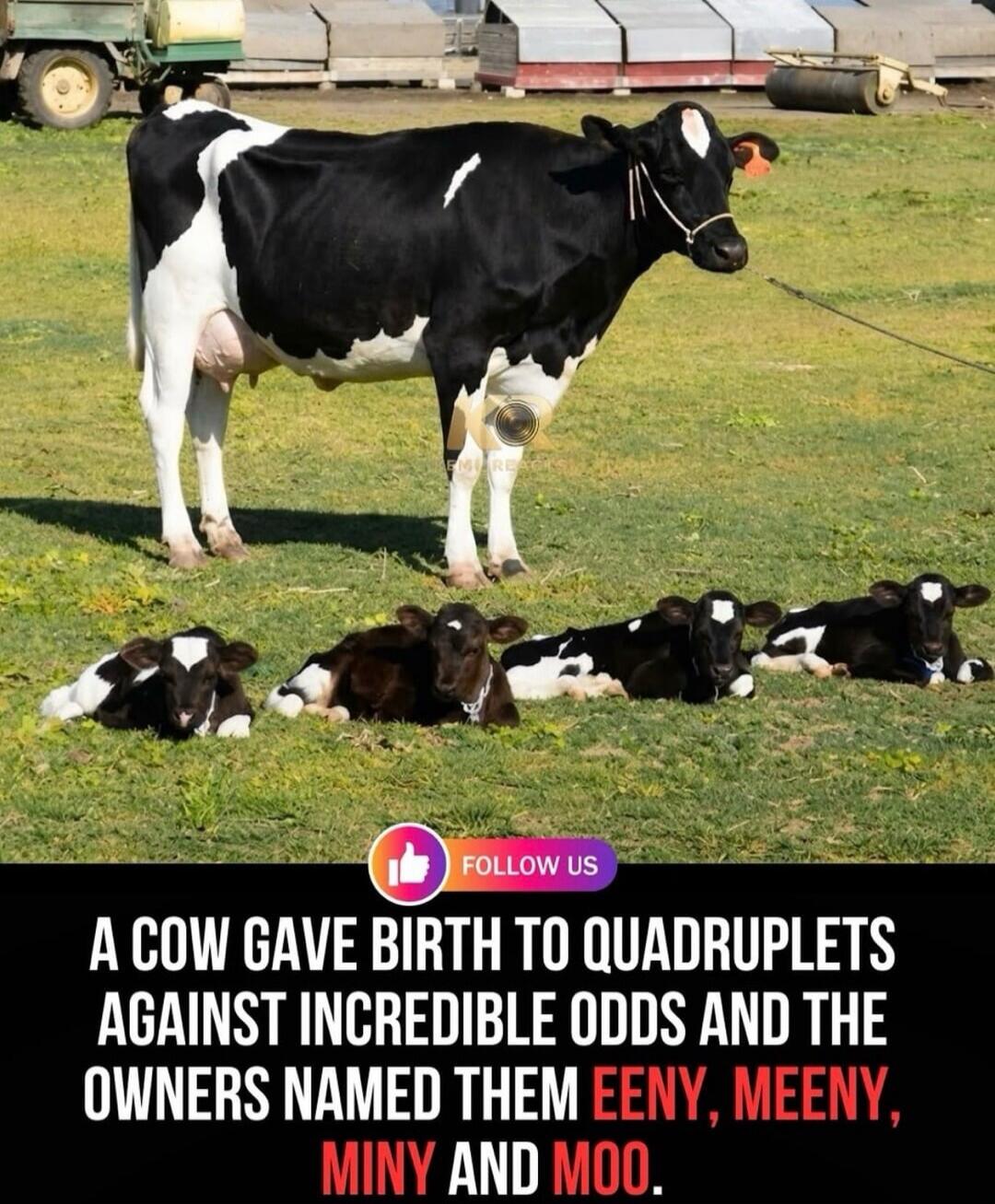 A cow gave birth to quadruplets against incredible odds and the owners named them Eeny, Meeny, Miny and Moo. Follow us.