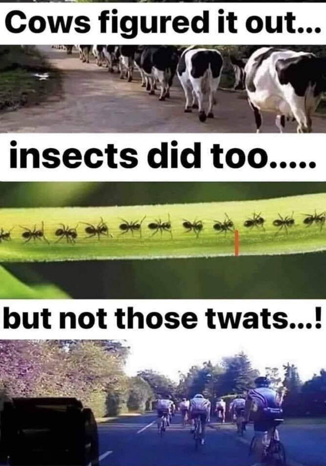 Cows figured it out