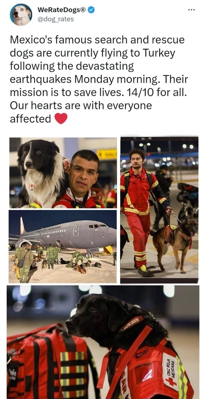 Mexicos famous search and rescue dogs are currently flying to Turkey following the devastating earthquakes Monday morning Their mission is to save lives 1410 for all Our hearts are with everyone affected