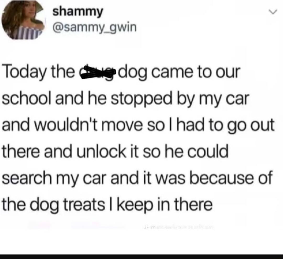 shammy sammy_gwin Today the G dog came to our school and he stopped by my car and wouldnt move so had to go out there and unlock it so he could search my car and it was because of the dog treats keep in there