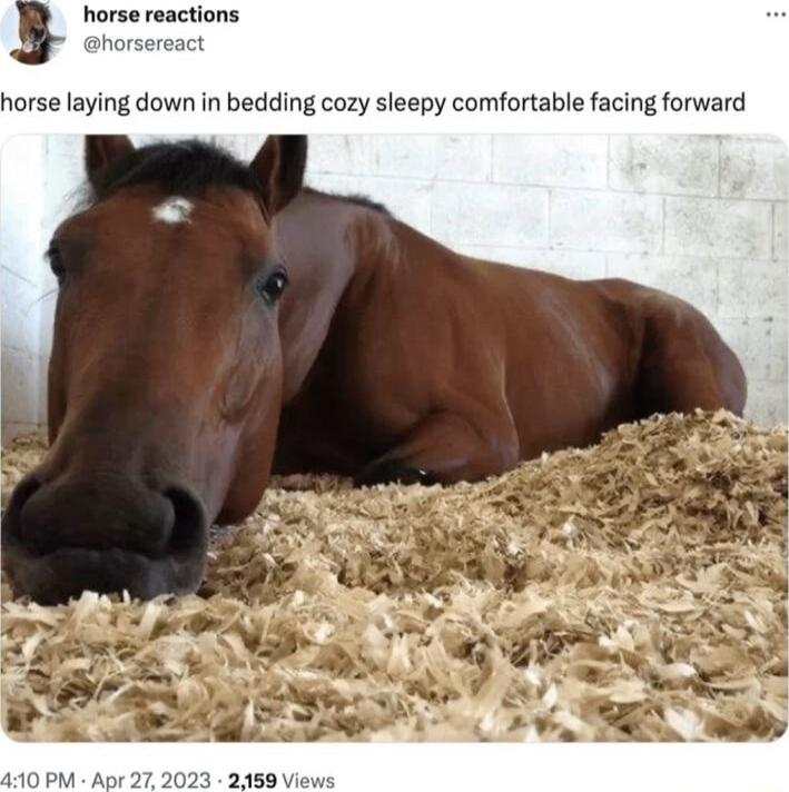 horse laying down in bedding cozy sleepy comfortable facing forward