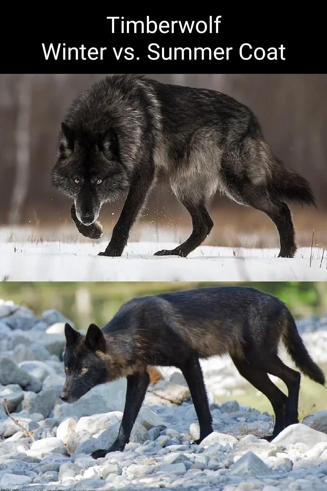 Timberwolf Winter vs Summer Coat