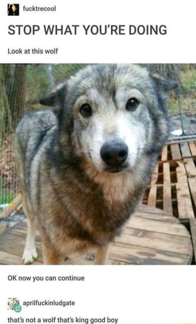 fucktrecool STOP WHAT YOURE DOING Look at this wolf
