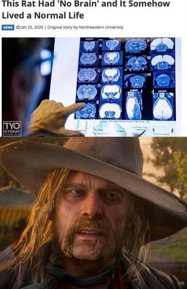 This Rat Had No Brain and It Somehow Lived a Normal Life o