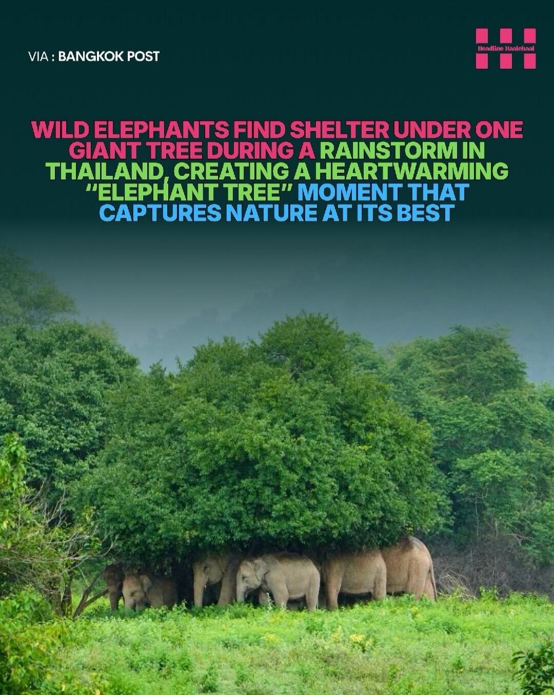 VIA : BANGKOK POST WILD ELEPHANTS FIND SHELTER UNDER ONE GIANT TREE DURING A RAINSTORM IN THAILAND, CREATING A HEARTWARMING 
