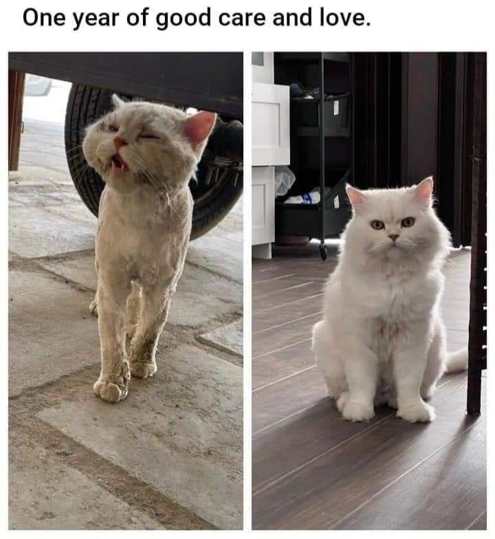 One year of good care and love